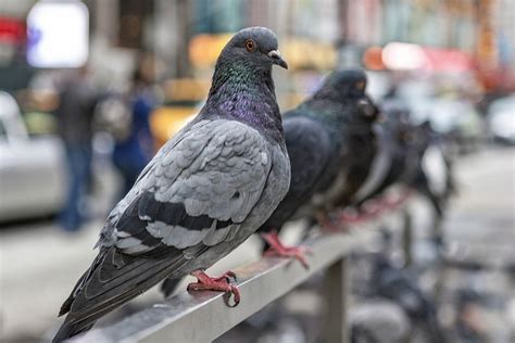 Man kills 3, self, in dispute among Portuguese pigeon racers